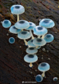 #婉菌# 炫藍蘑菇(mycena interrupta)，美的像小精靈。

Photo by Steve Axford. ​​​​