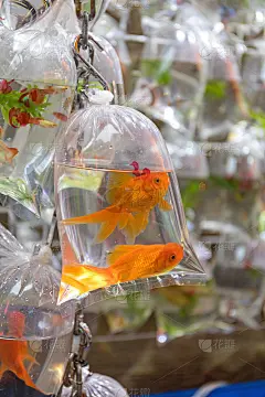 两个金鱼
