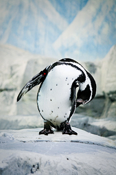 lalelu-lu采集到pinguine