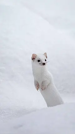 萌萌哒
