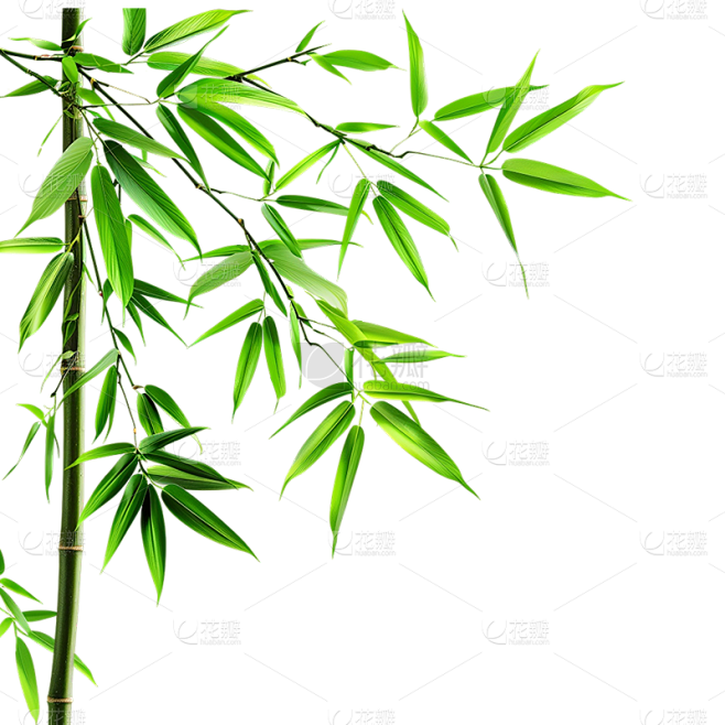 植物通用实景竹叶特写元素素材