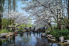 小飞废采集到公园植物