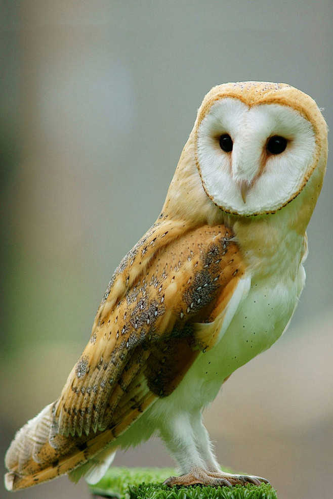 鸮形目草鸮科草鸮属仓 