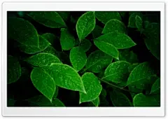 绿叶超高清壁纸，用于4K UHD宽屏台式机，平板电脑和智能手机