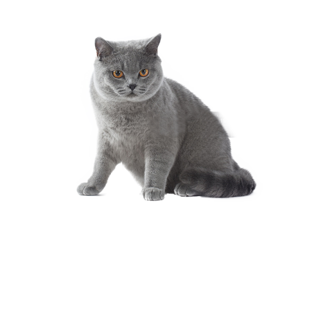 猫.png1