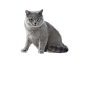 猫.png1