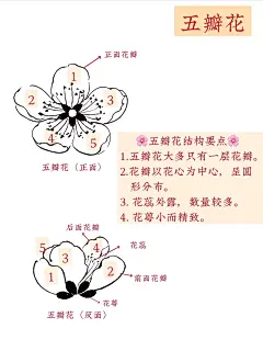 国画入门｜花卉必学技巧（3）简单易学