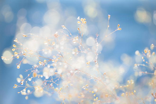 Photograph Bokeh by ...