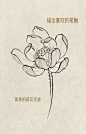 荷花|保姆级画法 - 小红书