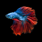 1)Capture the moving moment of red-blue siamese fighting fish