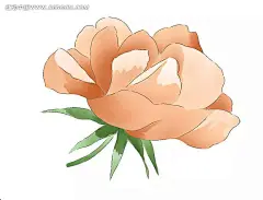 手绘橙色山茶花PSD分层素材|PSD素材|白色背景|橙色|花边|花边素材|花朵|花卉PSD素材|花纹|花纹素材|绿色|山茶花|手绘|手绘效果|叶子