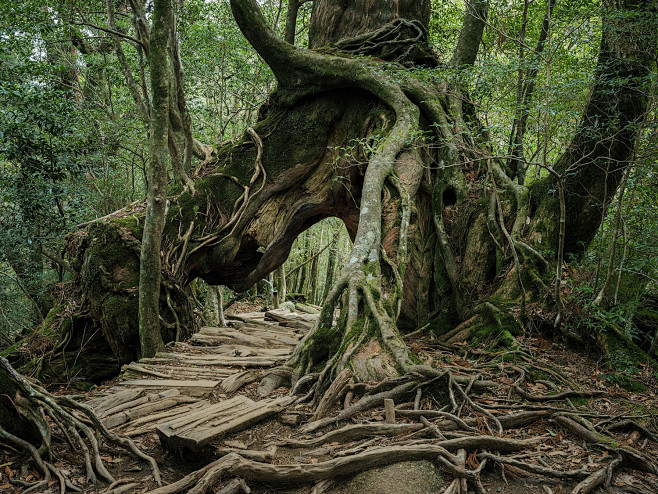 Yakushima - The Fore...