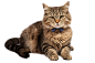 狸花猫