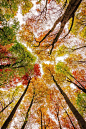 Autumn -mosaic of color: 