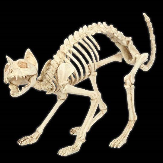 Mummify a Plastic Skeleton_______t结构 struckur 动物 结构 结构解析 结构分析 透视结构 解剖 肌肉 骨架