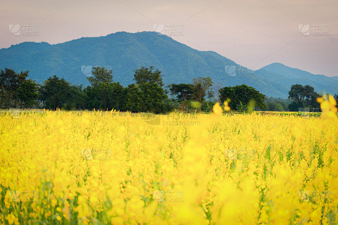 太阳麻(黄色的花)或马豆的农田田与朦胧的花前景和大的山在背景