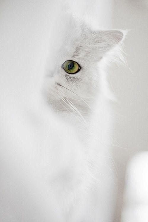 偷看,猫眼,白猫