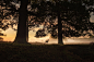 Photo by Simon Wilkes on Unsplash : A lonely deer stands in isolation in Richmond Park, London.. Download this photo by Simon Wilkes on Unsplash