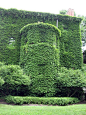 Ivy Covered Building circa U. of Chicago