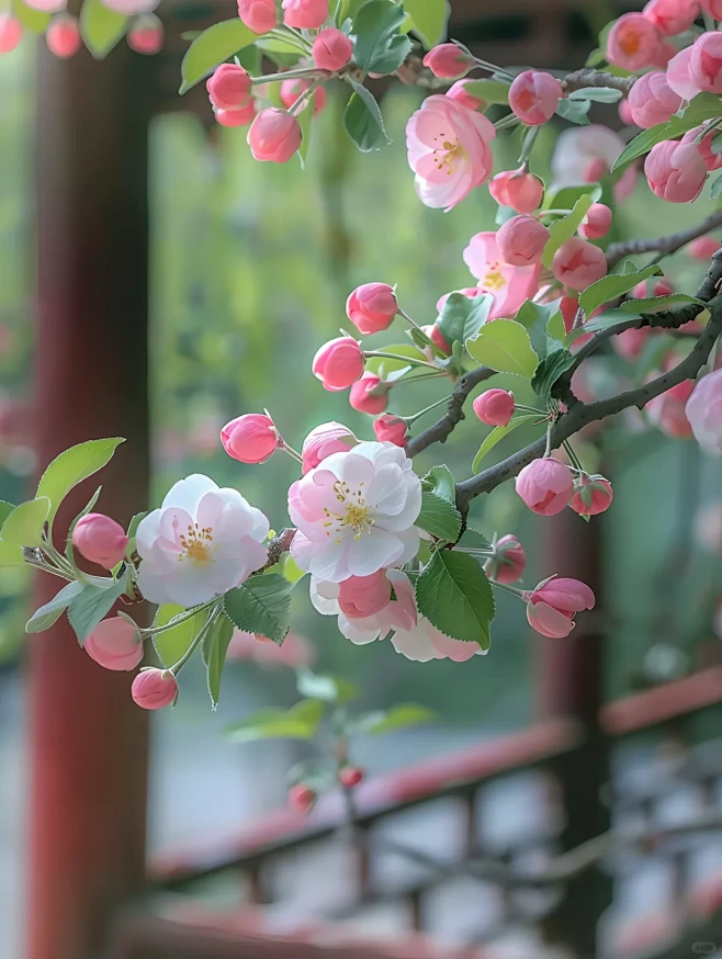 海棠花 - 小红书
