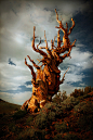 egosumlibertatem:
bristle cone pine by brandonpower1972 on Flickr.
