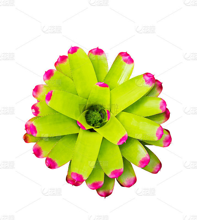 凤梨树绿叶美丽的新凤梨自然孤立在白色背景(学名Guzmania ligulata)