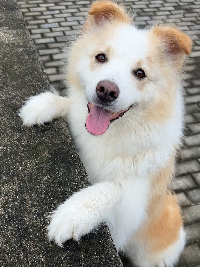 边牧陈贝拉
