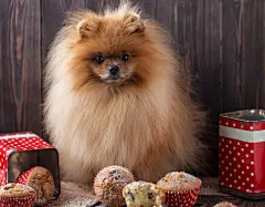 点击来源直接获取大图文件 |一只带着美食在木桌上的有趣博美犬。毛茸茸的博美犬。带着松饼的博美犬