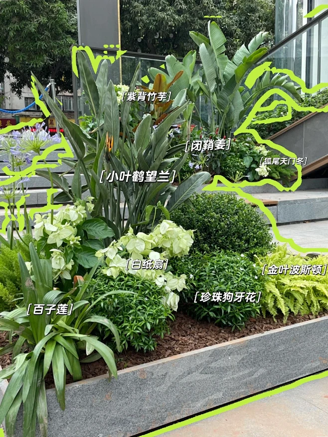 #五一五张图 #植物搭配 #景观园林 #热带植物-花瓣网