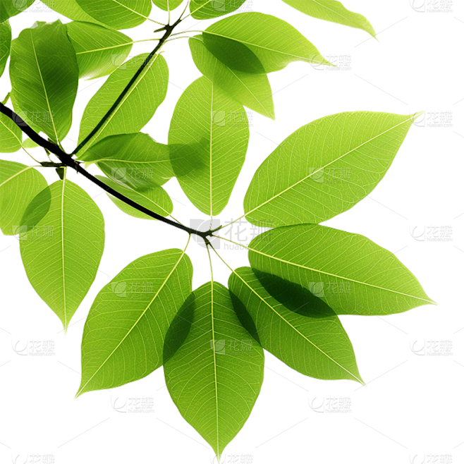 通用绿色树叶植物叶子元素贴纸