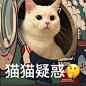 猫猫疑惑