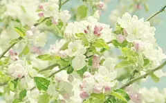 高清唯美的花儿电脑桌面高清壁纸桌面壁纸1