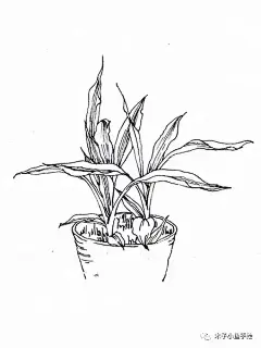 园林景观手绘｜植物线稿50张 : 微信公众号：木子小鱼手绘 这是园林景观手绘第三篇。 整理了植物线稿50张。依次是地被植物，盆栽植物，乔木，灌木，针叶类，棕榈类植物和小景。 1。地被植物，长草的线稿。 2。盆栽植物线稿。 3。乔木的线稿。 4。针叶类，棕榈类植物线稿。 5。其他常用植物的线稿。 6。植物小景的线稿。 前两篇的链接： [园林景观手绘｜植物] [园林景观手绘｜植物第二篇]