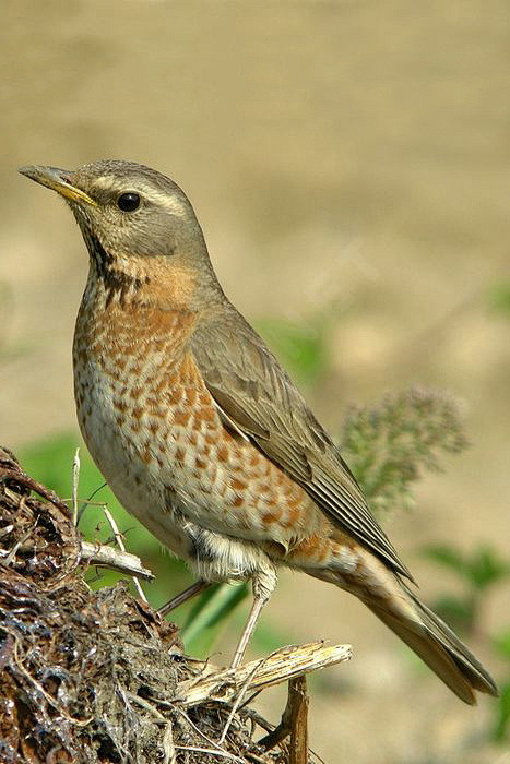 雀形目鸫科地鸫属新不列颠地鸫