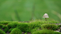 绿色植物苔藓护眼电脑桌面壁纸下载2