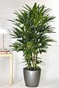 Rhapys Palm or Lady Palm from Houston Interior Plants: 