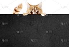 有趣的宠物猫显示一个黑色的公告牌孤立在白色背景空白模板和复制空间