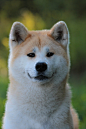 Akita Inu-- awwww There is a super sad movie about Akitas called Hachi a dogs tale
