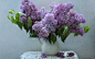 General 1920x1200 lilac nature plants flowerpot still life flowers purple flowers vases
