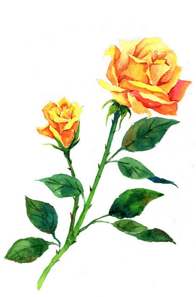 6月1《黃玫瑰》花語：幸運.玫瑰花自古以...