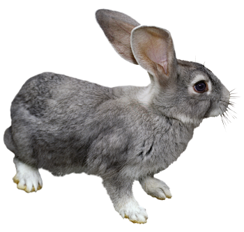 rabbit-4154