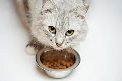 点击来源直接获取大图文件 |“Portrait of hungry cat”常见释义为“饥饿猫咪的画像” 
