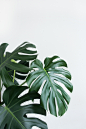 The Health Benefits Of Houseplants