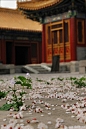  杏花始娇艳，初开时变粉，落时洁白… #紫禁城的春天#吧