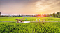 西安·长安公园稻香园 - hhlloo : 打造都市农业互动体验的景观