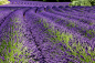 Lavender's fields in Provence, France : Fields of lavender in Provence, France. Abbey of Sénanque