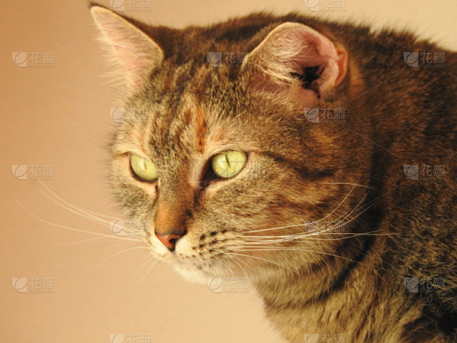 斑纹猫,宠物,水平画幅,猫,家畜,动物耳朵,动物身体部位,动物头,动物眼睛,腮须