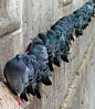 Pigeon line up