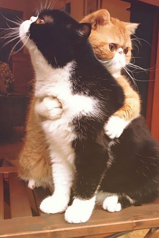 可爱猫咪图片手机壁纸背景http://w...