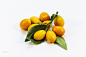 Kumquat branches on a white background by Alexander Melnikov